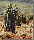 Weight loss. Hoodia - natural plant that helps fight fat.